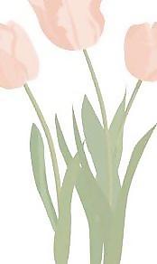 郁金香花13