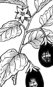 茄子剪贴画