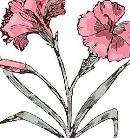 康乃馨花剪贴画