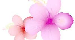 summerflower