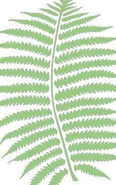 蕨類植物剪貼畫