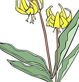 GG Erythronium桔梗剪貼畫