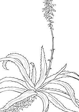 蘆薈的剪輯藝術(shù)