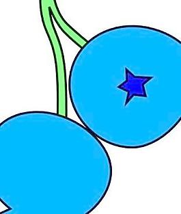 藍莓剪貼畫