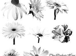 花朵筆刷 下載 photoshop筆刷                                                 我愛photoshop