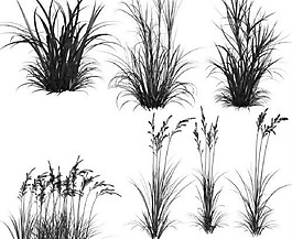 Grass Brushes   high resolution  下载 photoshop笔刷                                                 我爱ph