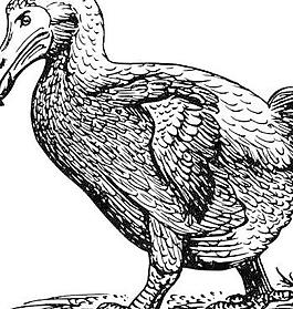 渡渡鳥剪貼畫