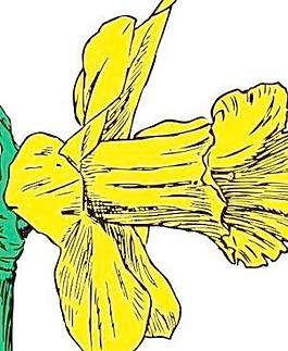 水仙花的剪輯藝術(shù)