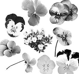 植物花朵筆刷 下載 photoshop筆刷                                                 我愛photoshop