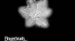 花朵筆刷 下載 photoshop筆刷                                                 我愛photoshop