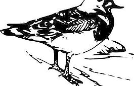 步行鳥的動物剪輯藝術