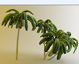 椰樹模型