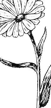 金盏花剪贴画