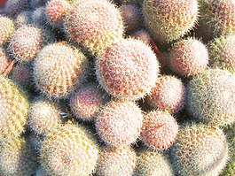 仙人掌花紋理