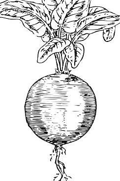 甜菜剪貼畫