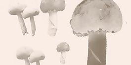 蘑菇筆刷 下載