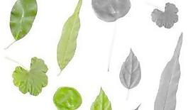 樹葉筆刷 下載