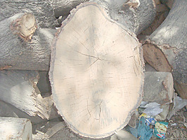 trunk_slice
