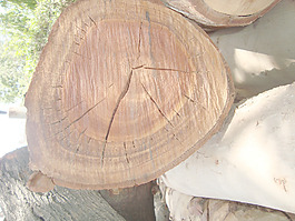 trunk_end