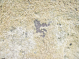dirty_moss