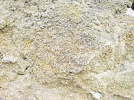 moss_texture_for_free