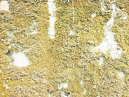 lichen_texture