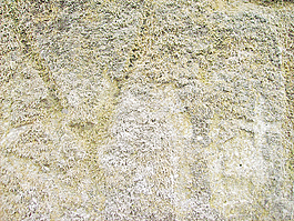 texture_lichen