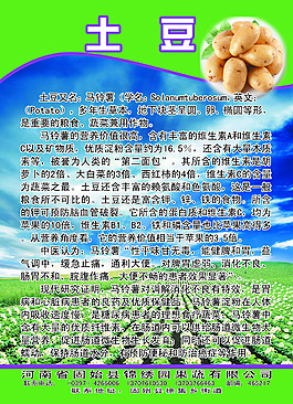 农产品土豆的种植