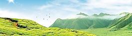 山坡茶园景色 下载