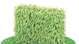 精品花園植物01
