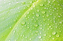 rainleaf