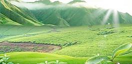 茉莉花茶園風光 下載