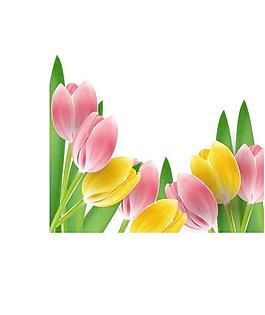 郁金香幀矢量01