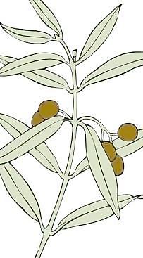橄欖枝的剪輯藝術(shù)