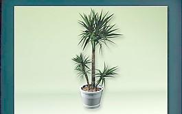 裝飾構(gòu)件之植物3D模型植物020