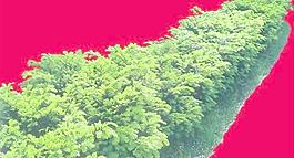 灌木186_效果圖植物配景素材