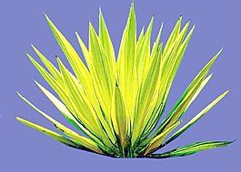 灌木203_效果圖植物配景素材