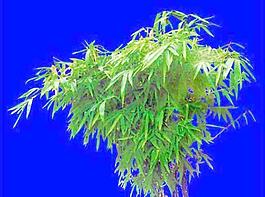 灌木183_效果圖植物配景素材