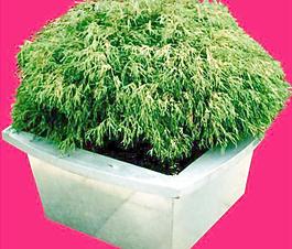 灌木159_效果圖植物配景素材