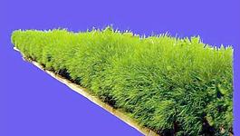 灌木178_效果圖植物配景素材