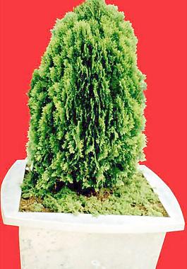 灌木161_效果圖植物配景素材