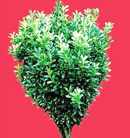 灌木162_效果圖植物配景素材