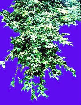 灌木155_效果圖植物配景素材