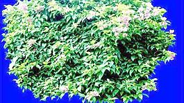 灌木151_效果圖植物配景素材