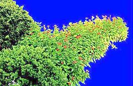 灌木121_效果圖植物配景素材