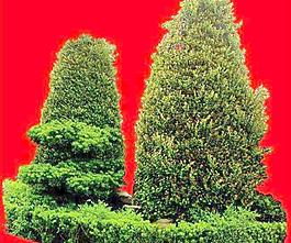 灌木129_效果圖植物配景素材