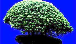 灌木127_效果圖植物配景素材