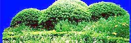 灌木119_效果圖植物配景素材