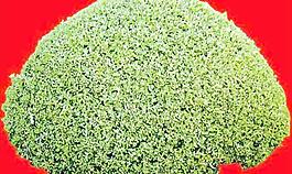 灌木108_效果圖植物配景素材