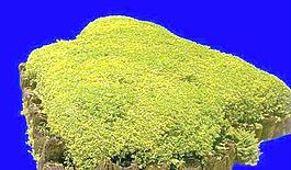 灌木074_效果圖植物配景素材